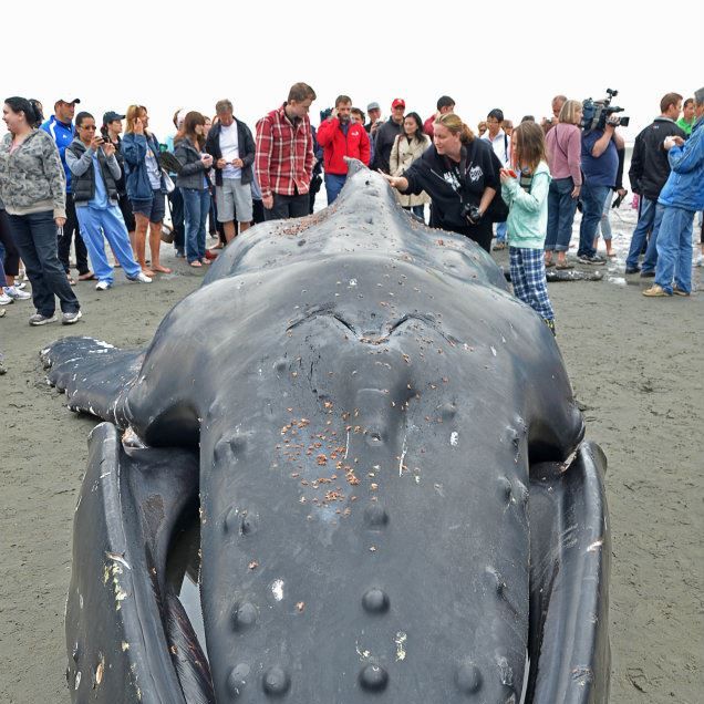 A photo of a group of people standing around a beached whale
