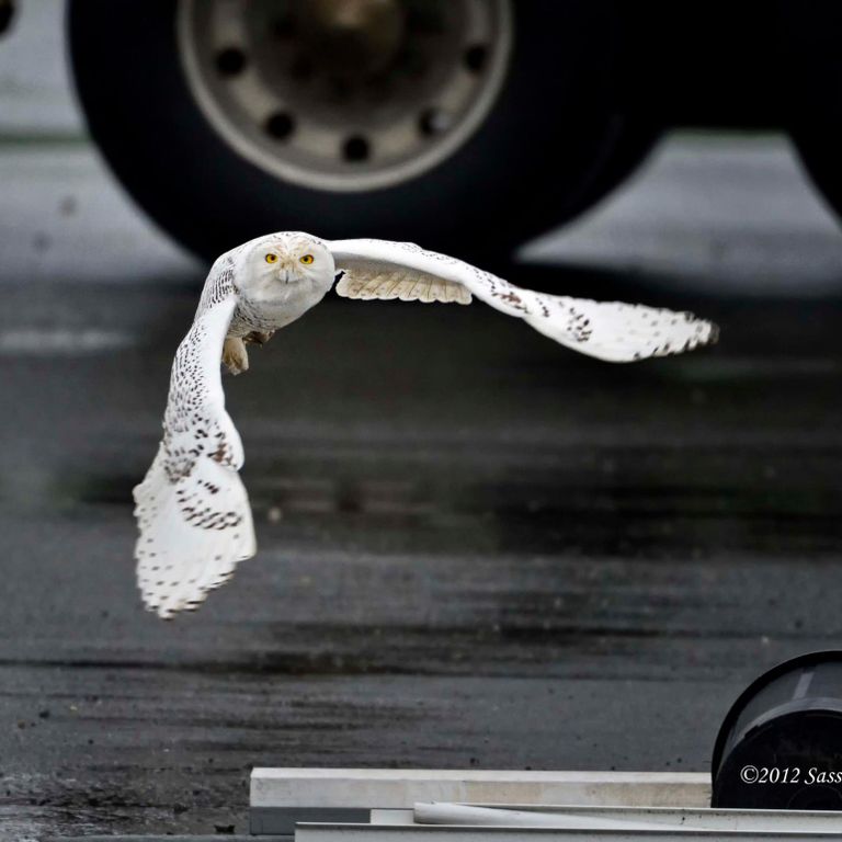 An snowy owl flying low across the pavement